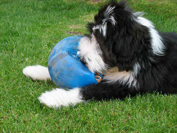 Bearded collie