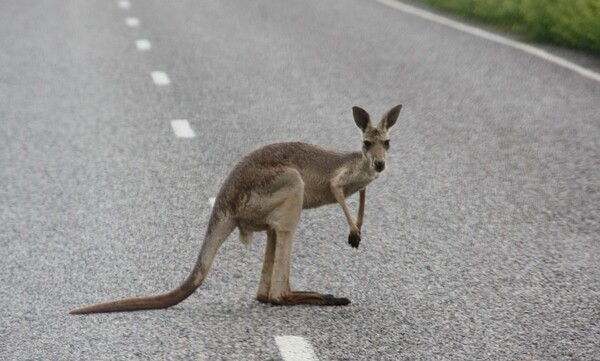 animaux kangourou route 41