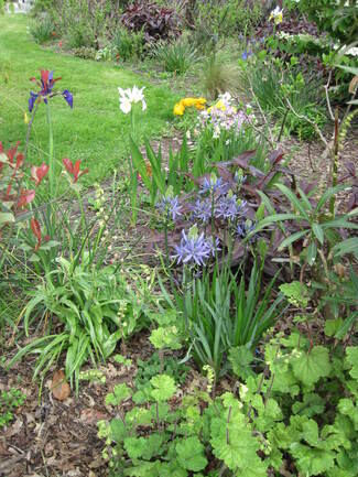 camassias bleus