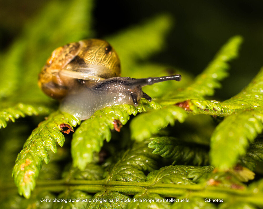 Escargot d'or pour Noël, mais pas en chocolat