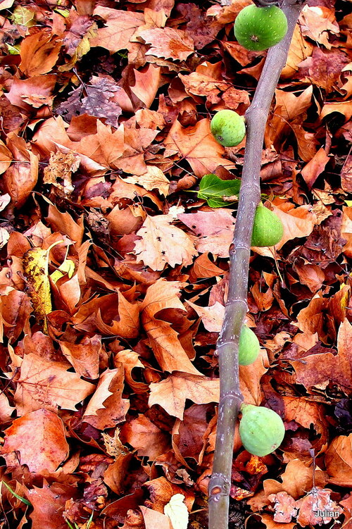 Des figues sur un figuier !