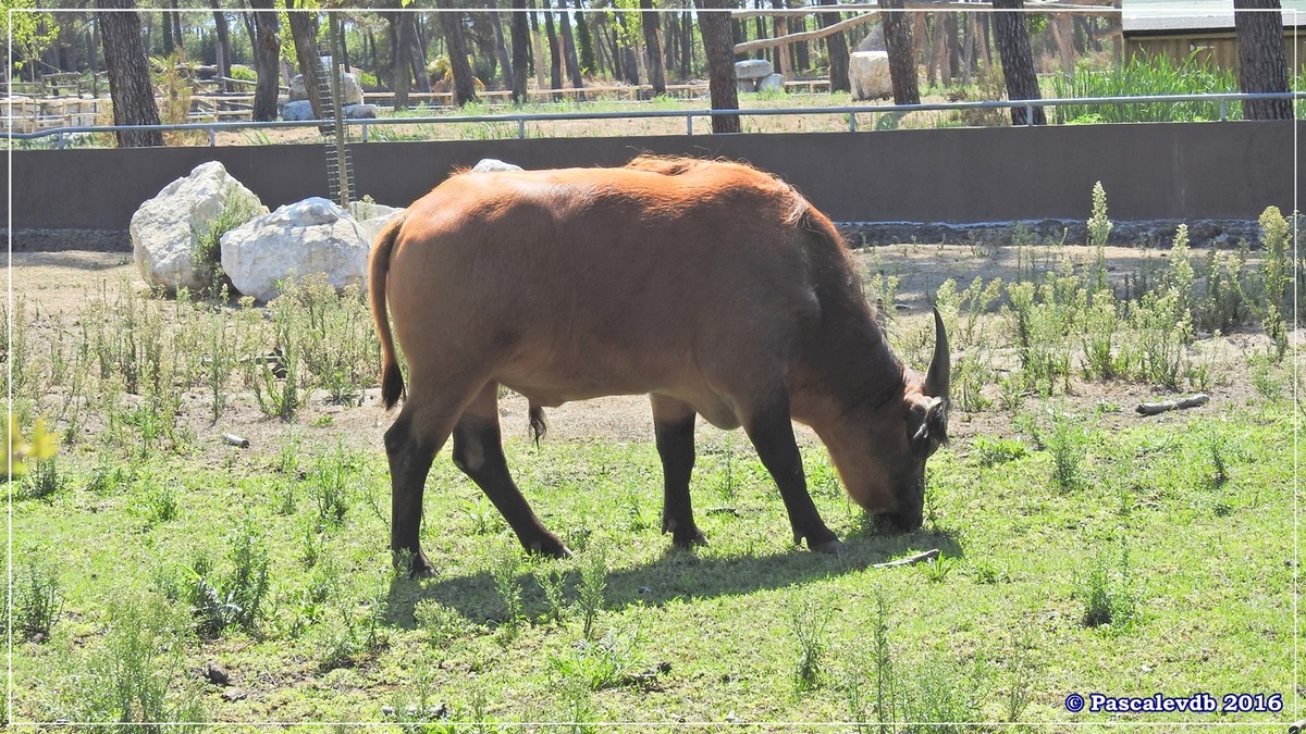 Zoo du Bassin d'Arcachon - Août 2016 - 4/15