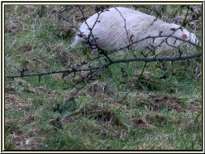 le ragondin albinos des marais de Rochefort