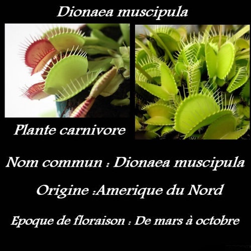 Dionaea muscipula  