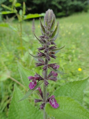 Fleurs mauves