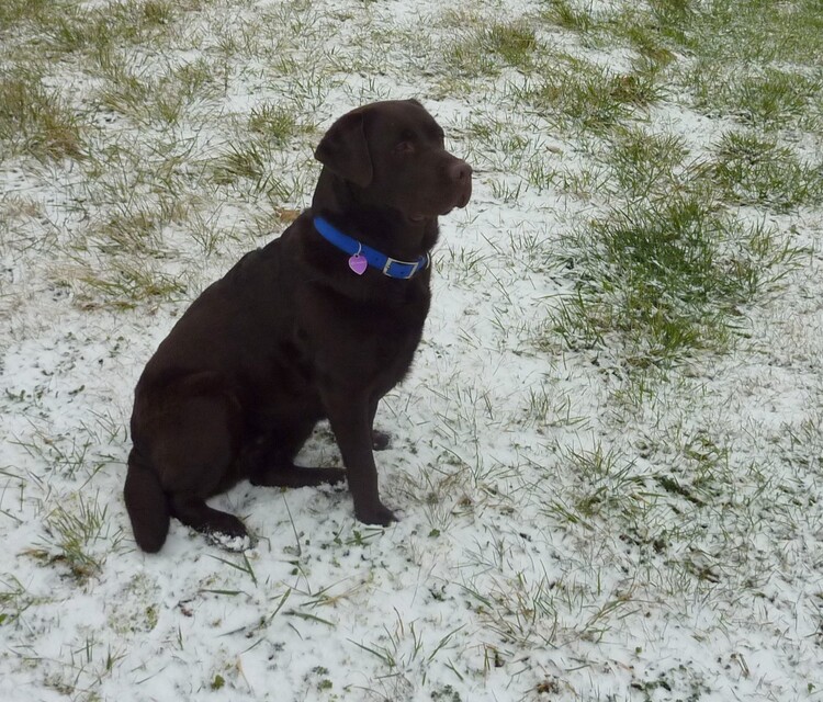 Intermède neigeux en Charente.