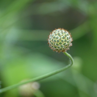 qu'est ce donc : un cephalaria gigantea bien sûr...