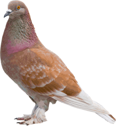 Pigeon tourterelle 1