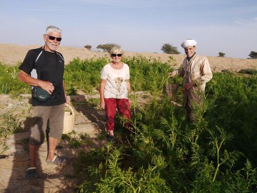 Dans le potager familial