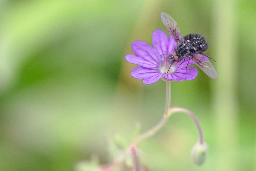 Ca bougent beaucoup dans les prairies