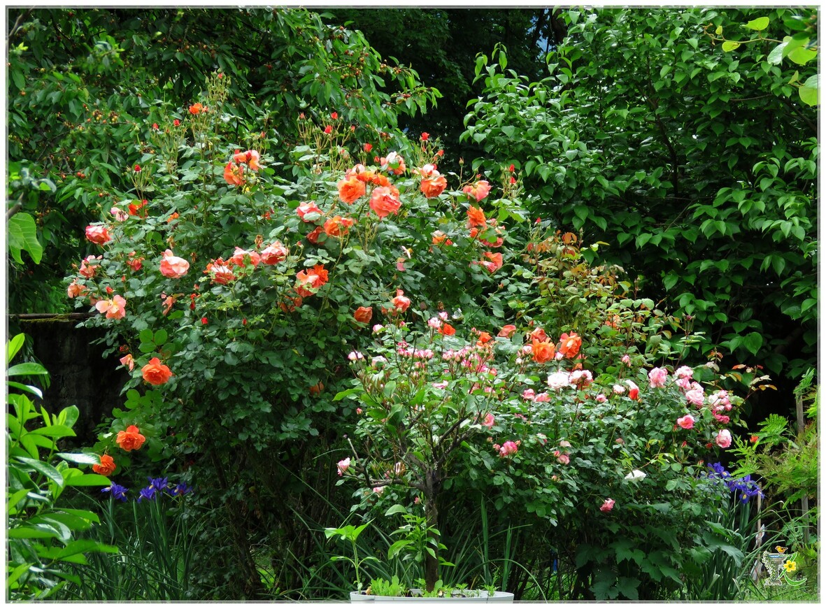 LES ROSES AUTOUR DE LA MAISON 