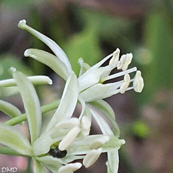 Ornithogalum pyrenaicum - Loncomelos pyrenaicus  -  ornithogale des Pyrénées