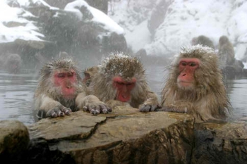 snow-monkeys-official