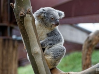 Koala : 4 mai 2016