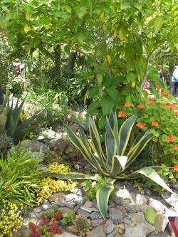 Un jardin exotique en Finistere 