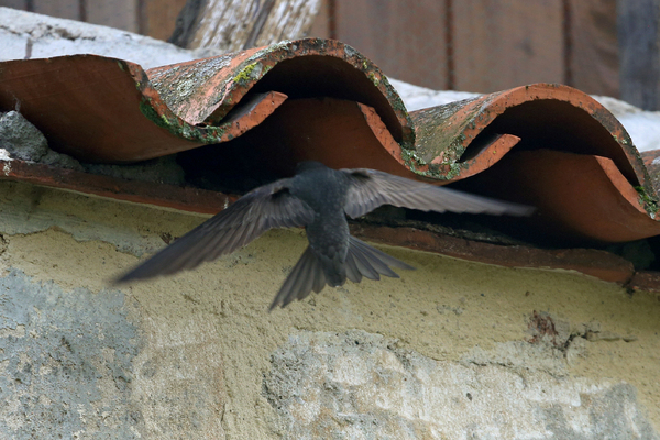 Les Martinets noirs de Figeac