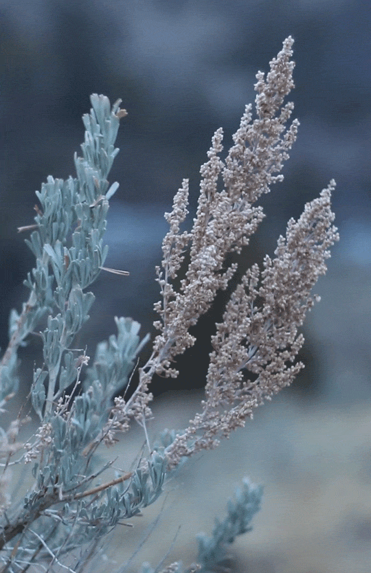 comfortable-space-nature:
“ riverwindphotography:
“ Sage in a Snowstorm
gif by riverwindphotography, December 3, 2017
”
https://comfortable-space-nature.tumblr.com/archive
”