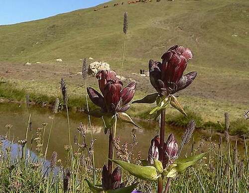 Fleurs sauvages et cultivées : Gentiane