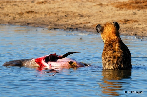 Hwange National Park