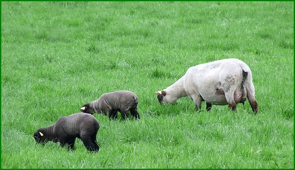 Moutons de Picardie