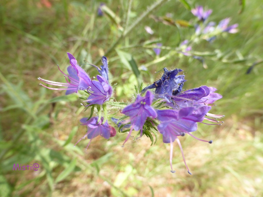  quelques fleurs de campagne ...