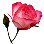 Tubes Fleurs - Divers