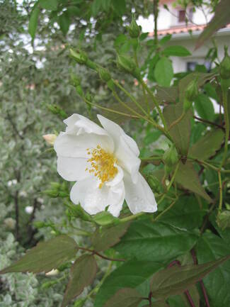 La pleine floraison du rosier-liane ' Bobby James '