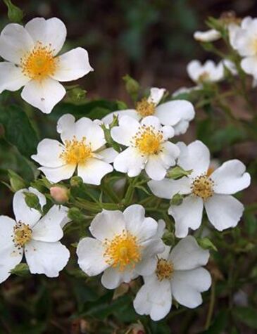 Les roses de Warren : Etoile de La Glanerie