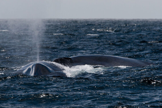 baleine-bleue-15