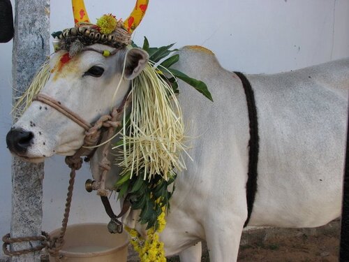 Thamizhar Thirunal: Fête de Pongal, fête des moisssons, nouvel an Tamil