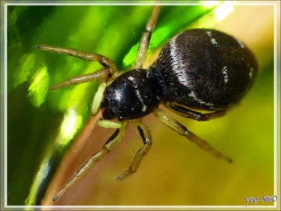 Araignée saltique cuivrée (Heliophanus cupreus) - Lartigau - Milhas - 31