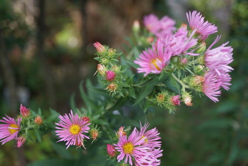 Automne rime avec Aster