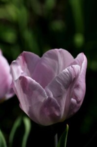 Tulipes-Candy-Prince5.jpg0590.JPG