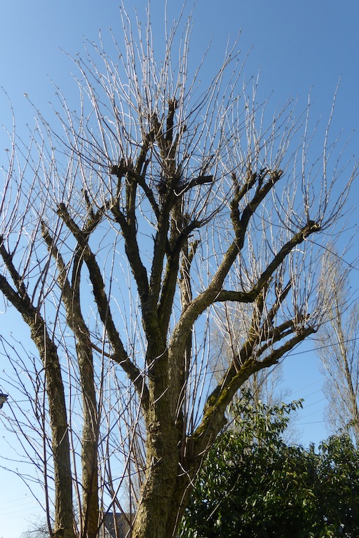 La Nudité des arbres ou leur squelette!