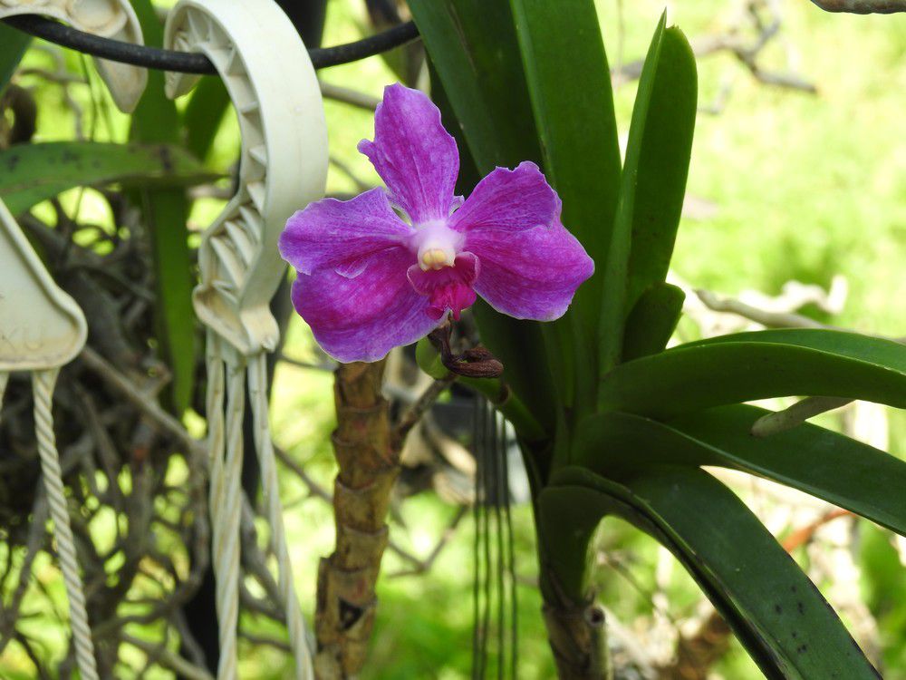 Mes orchidées vandas - mai 2020...