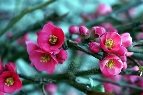 Défi fleurs de flavie et Martko  ...