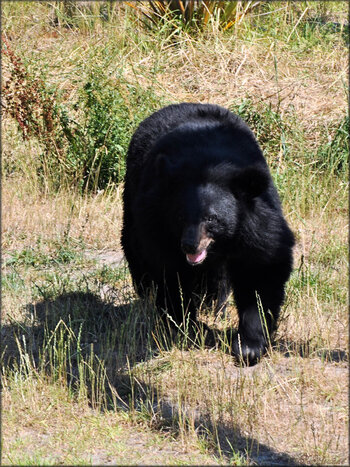 Photo d'ours (Zoo du bassin d'Arcachon)