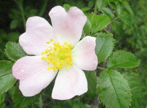 Fleurs roses