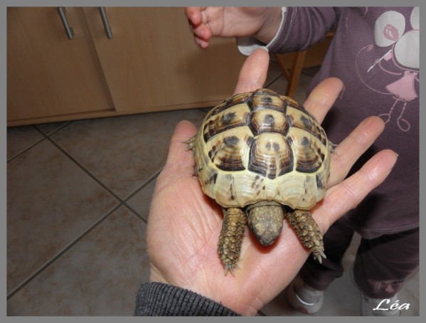 Tortue 2 ans