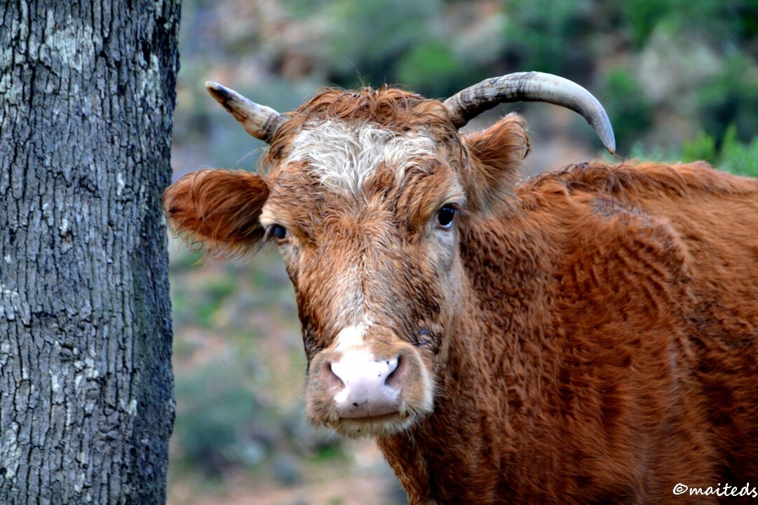 Portrait de vache - ©maiteds