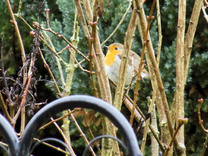 Mésange et rouge-gorge