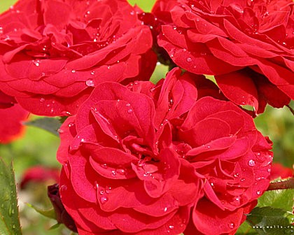rouge 3 roses
