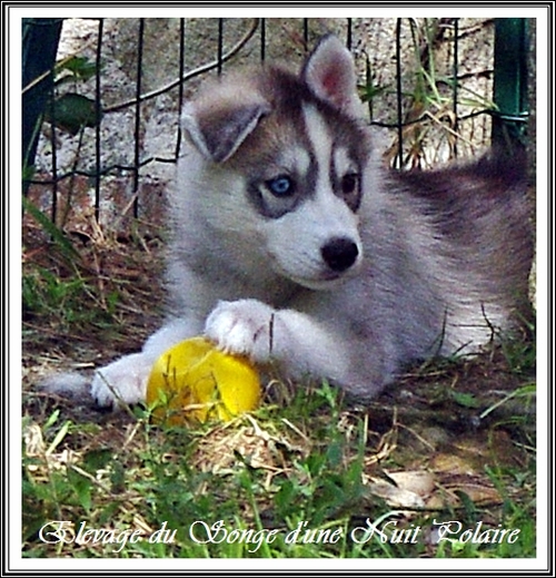 Portée Husky Elouka