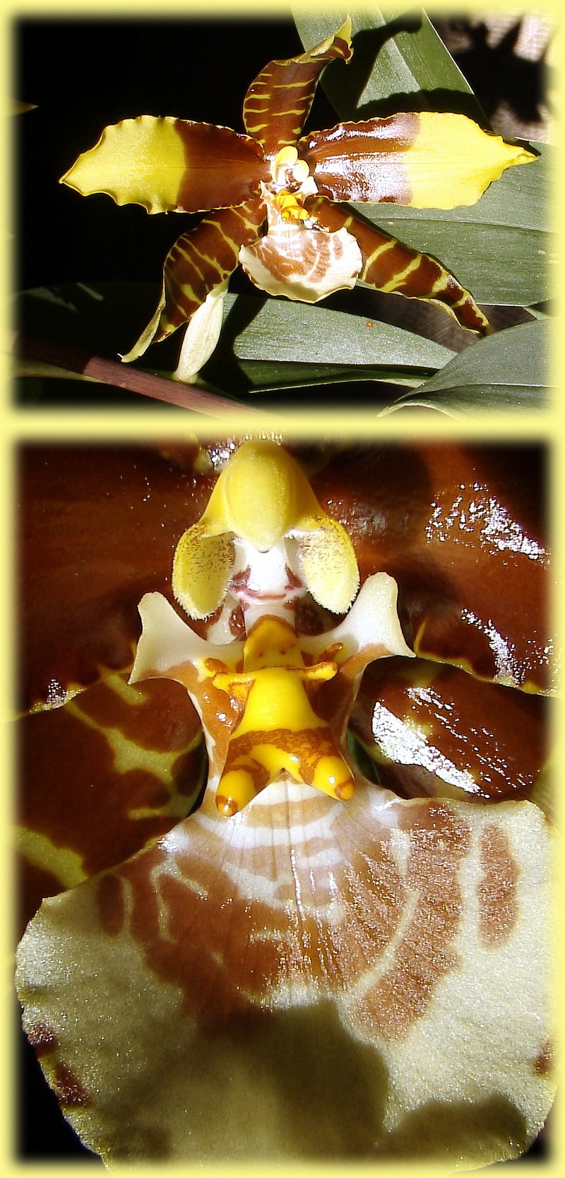 Réponse à la devinette: entrée d'éperon d'orchidée rossioglossum grande - Milhas - 31  (Flore)