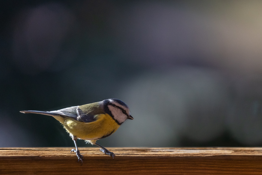 Mésange bleue