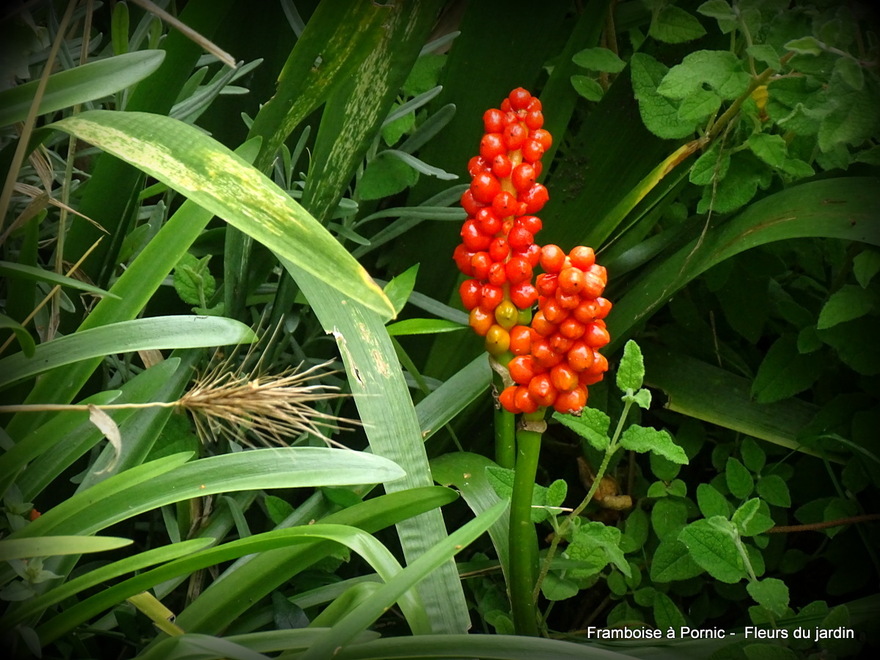 Fleurs dans le jardin 