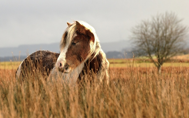 20 photos d'animaux