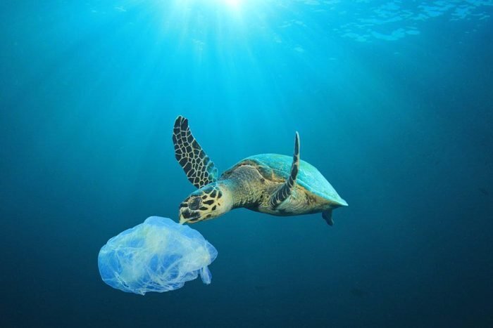 Le plastique tue des animaux marins.