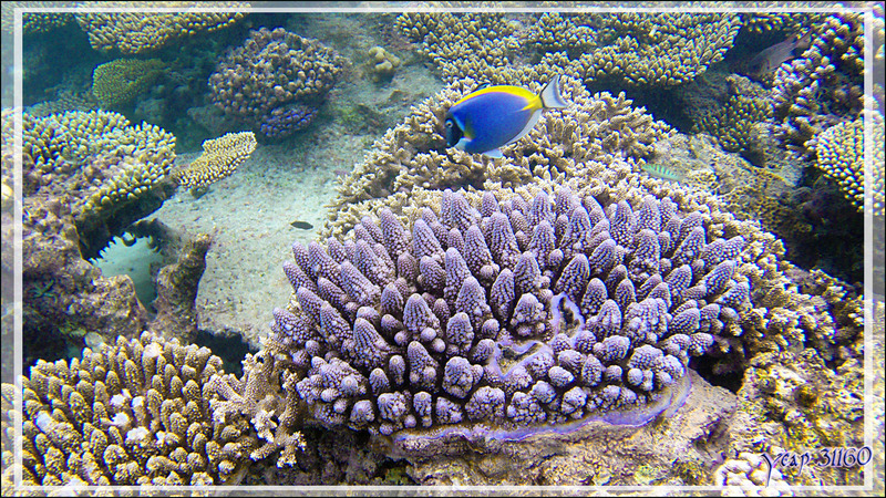 Couleurs coralliennes - Snorkeling à Thudufushi - Atoll d'Ari - Maldives
