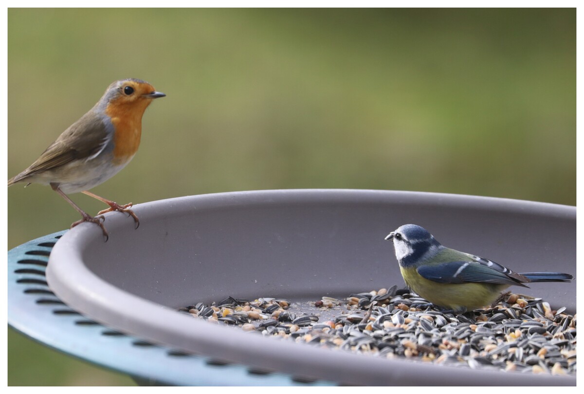 Rouge gorge familier et Mésange bleue